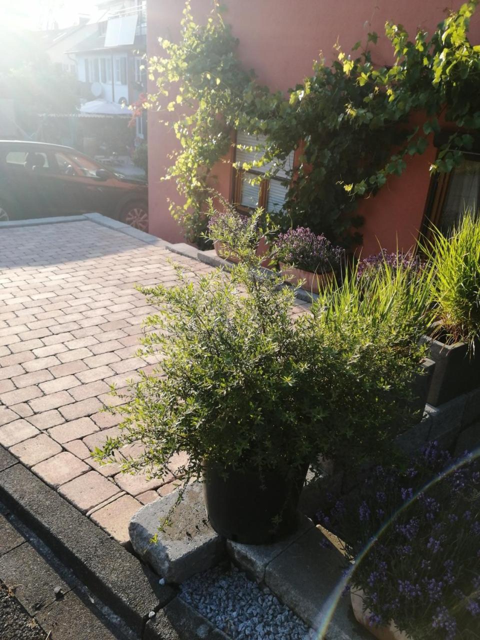 Haus Meersburg Rebe Exteriér fotografie